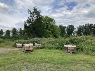 OVF Beehives